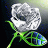 70341.gif