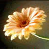68891.gif