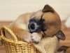 lovely-puppy13.jpg