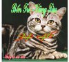 Tabby1-DomesticCat-Closeup copy.jpg