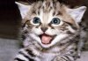 upload_2016-11-6_20-14-56.jpeg