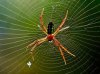 Spider.jpg