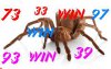 spider11124.jpg