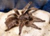 20898606_images1934956_10._Nhen_Turantula.jpg