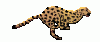 snowleopard.gif