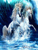 0014.gif