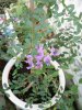 IMG_20170705_065219.jpg