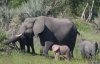 Pink-elephant.jpg