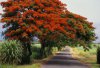 4a8fc47d_49b07eab_hoaphuong1.jpg
