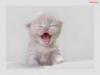 cat u