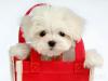 vai_chuong
