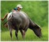 cong_tu_cuoi_trau
