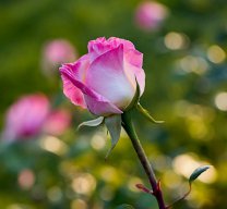 Thuky_369
