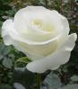 White Rose