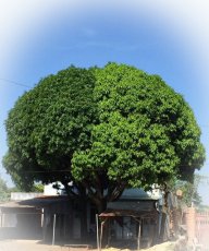 xinmayman
