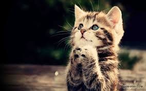 Meoconmayman
