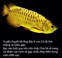 rồng vàng