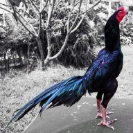 Võ Lập Đức