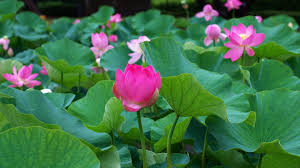 vận số