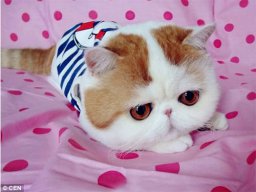 lamnguyen88