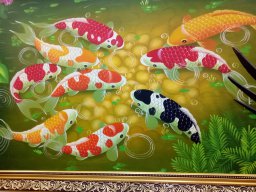 Cá Vàng Lai Cá Mập