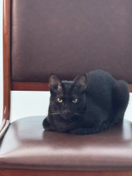 thanbai6688