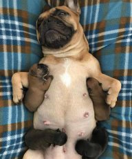 Độc lô cầu bại