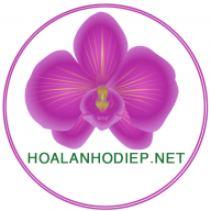 Bảo Ái Orchid