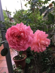cứu e với