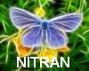 NITRAN