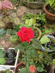 hothi5879