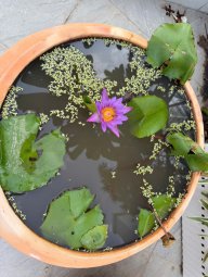 Cậu Ba Mèo