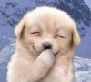 my'babydog