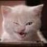 Pussy Cat