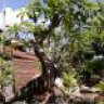 bachthumiennam