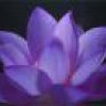 Iris_Purple