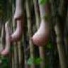 Mướp_@