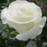 White Rose
