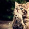 Meoconmayman