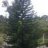 duypemeo