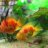 hien0905443349