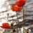 Poppies