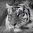 Tiger Trắng