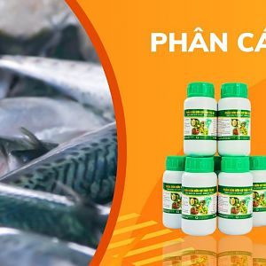 Phan-bon-huu-co-thai-thi (4)