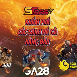 ST666: Khám Phá Các Sảnh Đá Gà Hàng Đầu