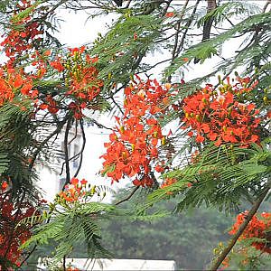 Buồn Như Phượng-Thanh Sơn-Như Quỳnh - YouTube