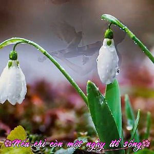 Nếu chỉ còn một ngày để sống - Nhiều ca sĩ - YouTube