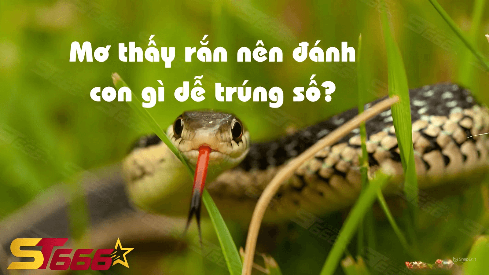 Mơ thấy rắn có điềm gì? Mơ thấy rắn nên đánh con gì dễ trúng số | Xem ngay!